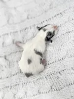 Saoirse, a female Yorkshire Terrier for sale in Roanoke Rapids, NC – Photo 4 of 4