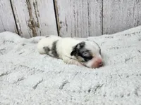 Saoirse, a female Yorkshire Terrier for sale in Roanoke Rapids, NC – Photo 2 of 4