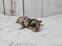 Roisin, a female Yorkshire Terrier for sale in Roanoke Rapids, NC – Photo 1 of 3