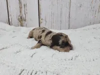 Roisin, a female Yorkshire Terrier for sale in Roanoke Rapids, NC – Photo 2 of 3