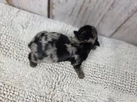 Halcyon, a male Yorkshire Terrier for sale in Roanoke Rapids, NC – 4 of 4