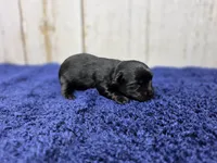 Mocha, a male Yorkshire Terrier for sale in Roanoke Rapids, NC – 2 of 2