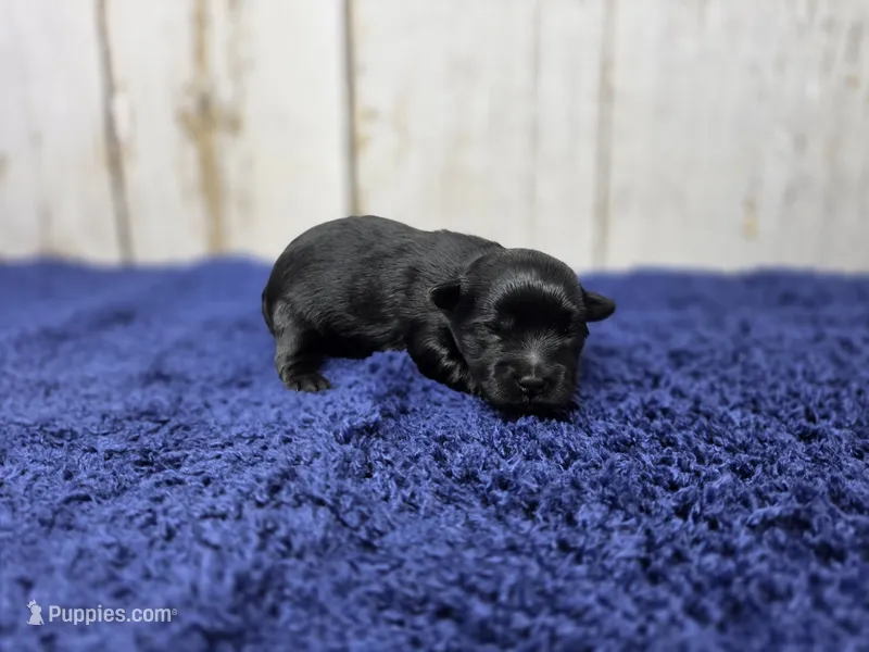 Mocha – Yorkshire Terrier puppy for sale in Roanoke Rapids, NC