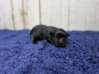 Mocha, a male Yorkshire Terrier for sale in Roanoke Rapids, NC – 1 of 2