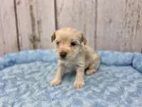 Anakin, a male Yorkshire Terrier for sale in Roanoke Rapids, NC – 1 of 2