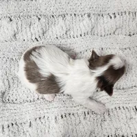 Mojave, a male Yorkshire Terrier for sale in Roanoke Rapids, NC – Photo 9 of 9