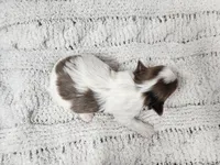 Mojave, a male Yorkshire Terrier for sale in Roanoke Rapids, NC – Photo 9 of 9