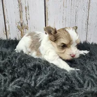 Mojave, a male Yorkshire Terrier for sale in Roanoke Rapids, NC – Photo 2 of 9