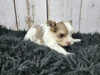 Mojave, a male Yorkshire Terrier for sale in Roanoke Rapids, NC – Photo 2 of 9