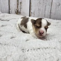 Mojave, a male Yorkshire Terrier for sale in Roanoke Rapids, NC – Photo 8 of 9