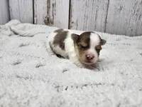 Mojave, a male Yorkshire Terrier for sale in Roanoke Rapids, NC – Photo 8 of 9