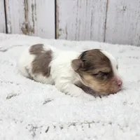 Mojave, a male Yorkshire Terrier for sale in Roanoke Rapids, NC – Photo 7 of 9