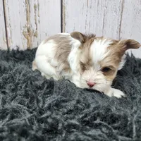 Mojave, a male Yorkshire Terrier for sale in Roanoke Rapids, NC – Photo 4 of 9