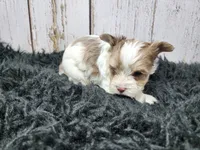 Mojave, a male Yorkshire Terrier for sale in Roanoke Rapids, NC – Photo 4 of 9