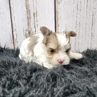 Mojave, a male Yorkshire Terrier for sale in Roanoke Rapids, NC – Photo 1 of 9