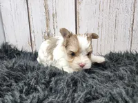 Mojave, a male Yorkshire Terrier for sale in Roanoke Rapids, NC – Photo 1 of 9