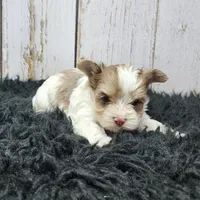 Mojave, a male Yorkshire Terrier for sale in Roanoke Rapids, NC – Photo 3 of 9