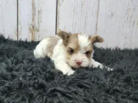 Mojave, a male Yorkshire Terrier for sale in Roanoke Rapids, NC – Photo 3 of 9