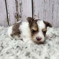 Mojave, a male Yorkshire Terrier for sale in Roanoke Rapids, NC – Photo 5 of 9