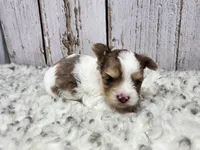 Mojave, a male Yorkshire Terrier for sale in Roanoke Rapids, NC – Photo 5 of 9