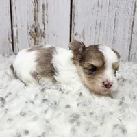 Mojave, a male Yorkshire Terrier for sale in Roanoke Rapids, NC – Photo 6 of 9