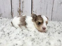 Mojave, a male Yorkshire Terrier for sale in Roanoke Rapids, NC – Photo 6 of 9