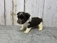 Linguine , a male Yorkshire Terrier for sale in Roanoke Rapids, NC – 2 of 3