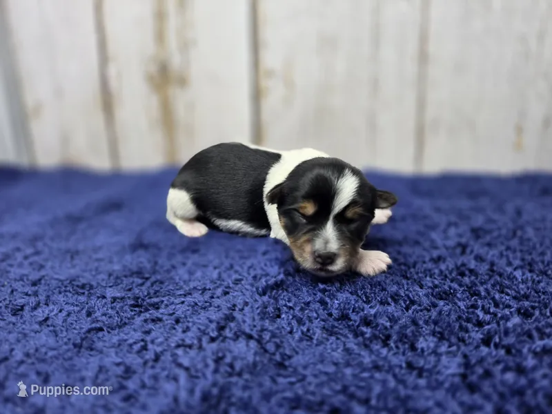 Cortado – Yorkshire Terrier puppy for sale in Roanoke Rapids, NC