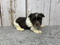 Linguine , a male Yorkshire Terrier for sale in Roanoke Rapids, NC – 3 of 3