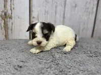 Penne, a female Yorkshire Terrier for sale in Roanoke Rapids, NC – 2 of 4