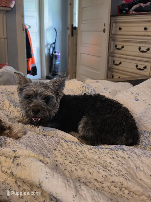 Rex – Yorkshire Terrier puppy for sale in Roanoke Rapids, NC