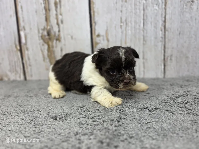 Linguine  – Yorkshire Terrier puppy for sale in Roanoke Rapids, NC