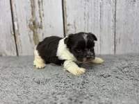 Linguine , a male Yorkshire Terrier for sale in Roanoke Rapids, NC – 1 of 3