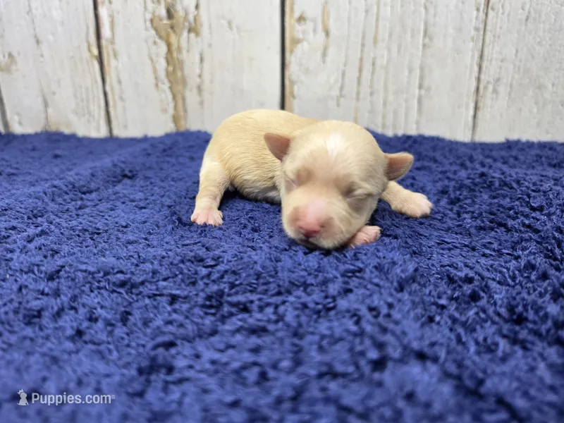 Latte – Yorkshire Terrier puppy for sale in Roanoke Rapids, NC
