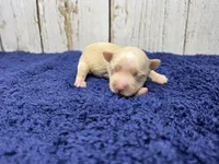 Latte, a female Yorkshire Terrier for sale in Roanoke Rapids, NC – 1 of 2