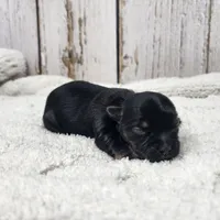 Gibson, a male Yorkshire Terrier for sale in Roanoke Rapids, NC – Photo 8 of 9