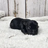 Gibson, a male Yorkshire Terrier for sale in Roanoke Rapids, NC – Photo 6 of 9