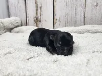 Gibson, a male Yorkshire Terrier for sale in Roanoke Rapids, NC – Photo 6 of 9