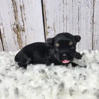 Gibson, a male Yorkshire Terrier for sale in Roanoke Rapids, NC – Photo 4 of 9