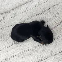 Gibson, a male Yorkshire Terrier for sale in Roanoke Rapids, NC – Photo 9 of 9