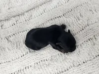 Gibson, a male Yorkshire Terrier for sale in Roanoke Rapids, NC – Photo 9 of 9