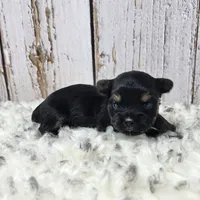 Gibson, a male Yorkshire Terrier for sale in Roanoke Rapids, NC – Photo 2 of 9