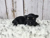 Gibson, a male Yorkshire Terrier for sale in Roanoke Rapids, NC – Photo 2 of 9