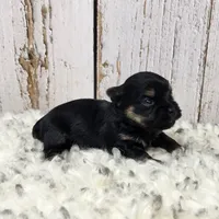 Gibson, a male Yorkshire Terrier for sale in Roanoke Rapids, NC – Photo 3 of 9