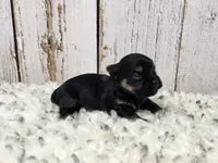 Gibson, a male Yorkshire Terrier for sale in Roanoke Rapids, NC – Photo 3 of 9