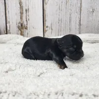 Gibson, a male Yorkshire Terrier for sale in Roanoke Rapids, NC – Photo 7 of 9