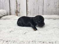 Gibson, a male Yorkshire Terrier for sale in Roanoke Rapids, NC – Photo 7 of 9