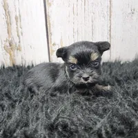 Gibson, a male Yorkshire Terrier for sale in Roanoke Rapids, NC – Photo 1 of 9