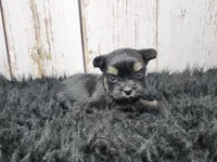 Gibson, a male Yorkshire Terrier for sale in Roanoke Rapids, NC – Photo 1 of 9