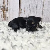 Gibson, a male Yorkshire Terrier for sale in Roanoke Rapids, NC – Photo 5 of 9